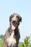 DEERHOUND 006